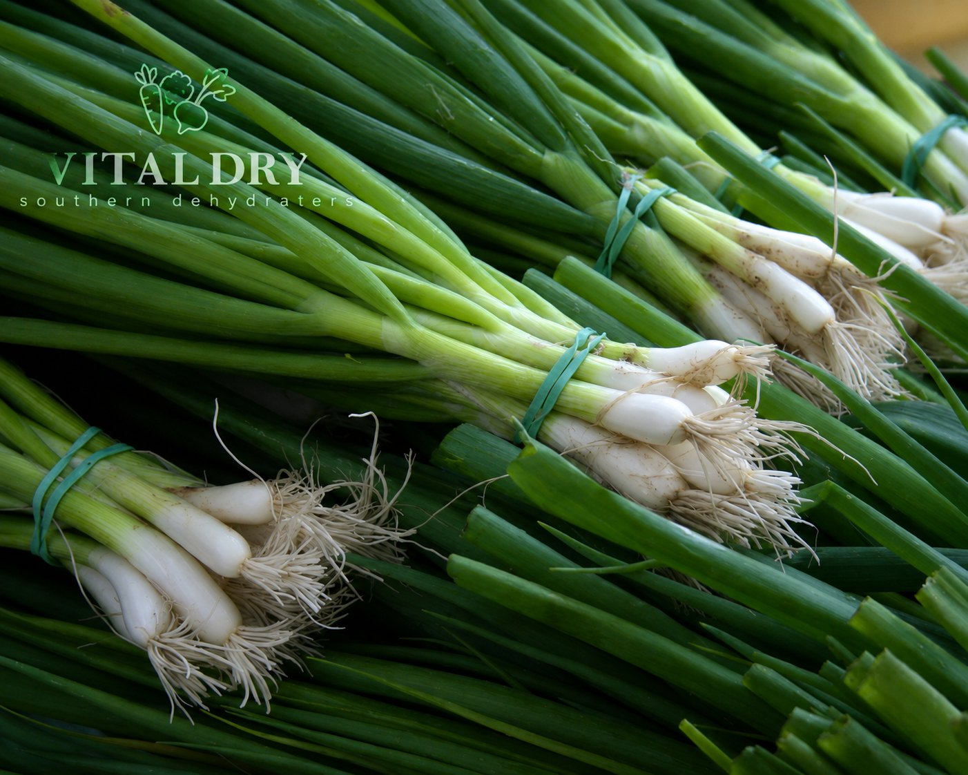 Spring onion bundles prepared by Vital Dry